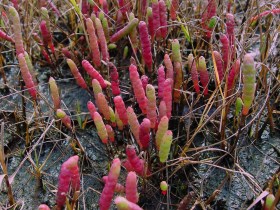 Amerikai tengerispárga - Salicornia bigelovii